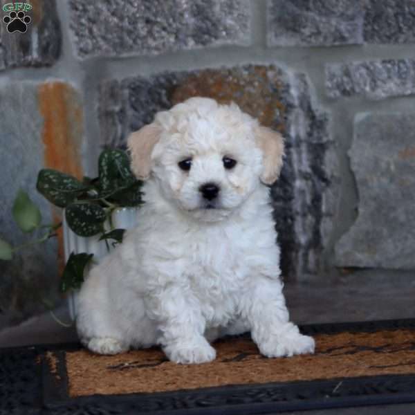 Will, Bichon Frise Puppy