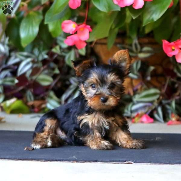 Will, Yorkie Puppy