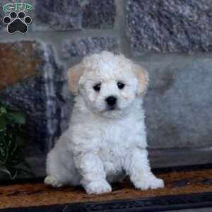 Will, Bichon Frise Puppy