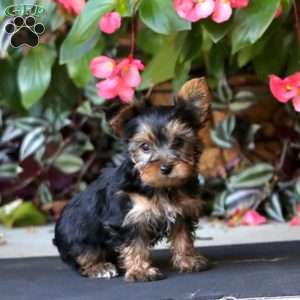 Will, Yorkie Puppy