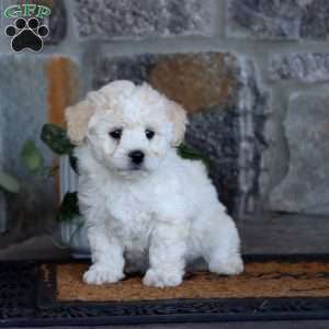 Will, Bichon Frise Puppy