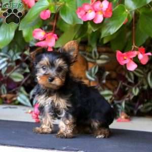 Will, Yorkie Puppy