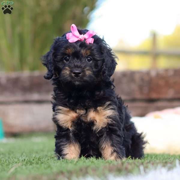 Willow, Cavapoo Puppy