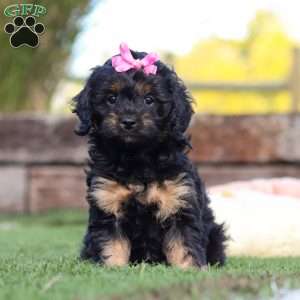 Willow, Cavapoo Puppy