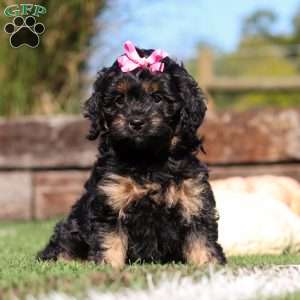 Willow, Cavapoo Puppy