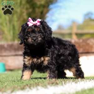 Willow, Cavapoo Puppy
