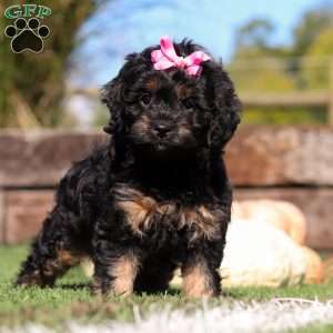 Willow, Cavapoo Puppy
