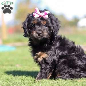 Willow, Cavapoo Puppy