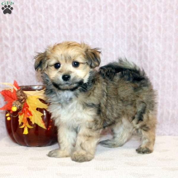 Willow, Morkie / Yorktese Puppy