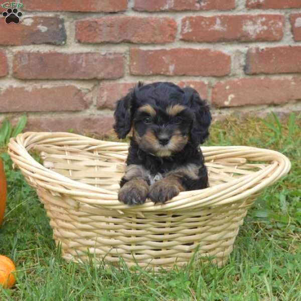 Willow, Cavapoo Puppy