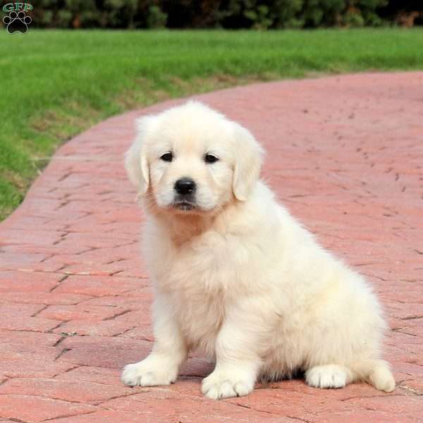 Willow, English Cream Golden Retriever Puppy