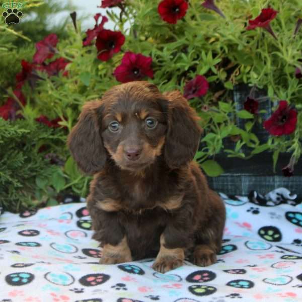 Willow, Dachshund Puppy