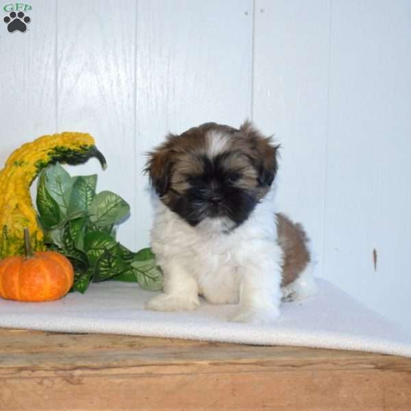 Willow, Shih Tzu Puppy