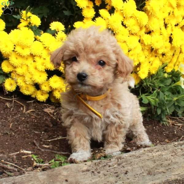 Willow, Bich-Poo Puppy