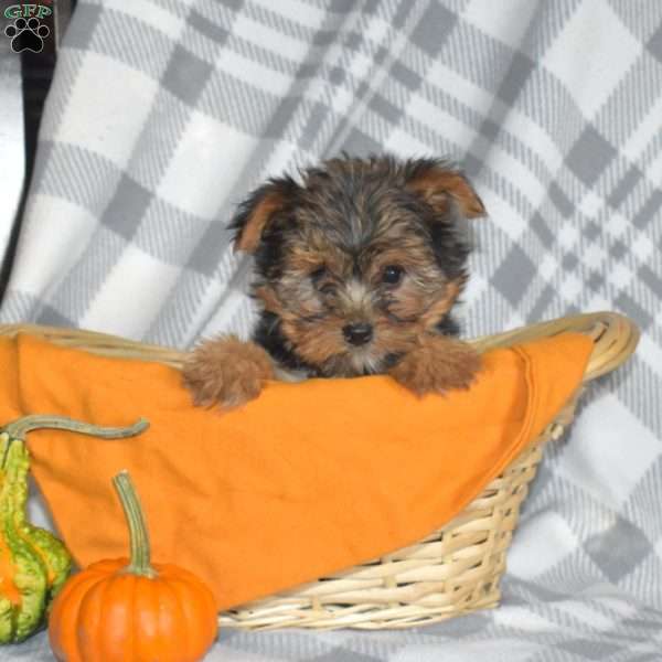 Willow, Yorkie Puppy
