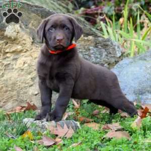 Willow, Chocolate Labrador Retriever Puppy