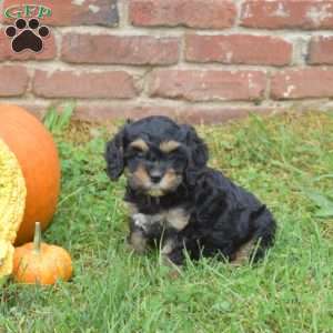 Willow, Cavapoo Puppy