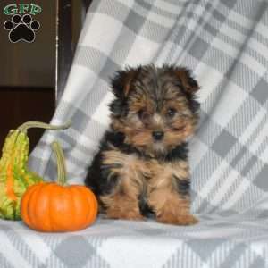Willow, Yorkie Puppy