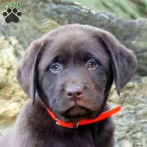 Willow, Chocolate Labrador Retriever Puppy