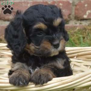 Willow, Cavapoo Puppy