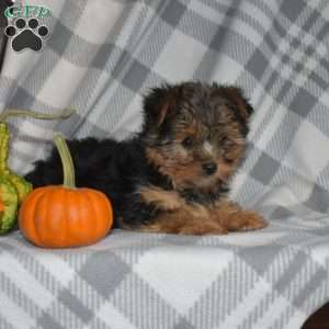 Willow, Yorkie Puppy