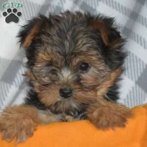 Willow, Yorkie Puppy
