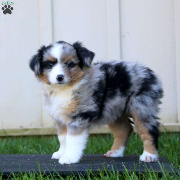 Willow, Miniature Australian Shepherd Puppy