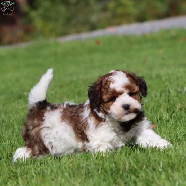 Willow, Havapoo Puppy