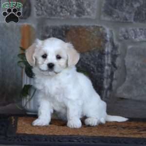 Willow, Bichon Frise Puppy