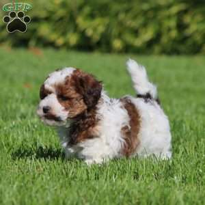 Willow, Havapoo Puppy