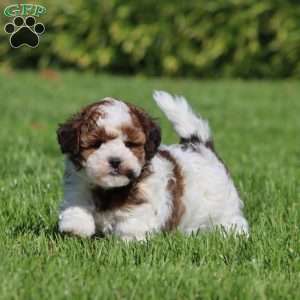 Willow, Havapoo Puppy