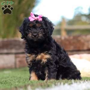 Willow, Cavapoo Puppy