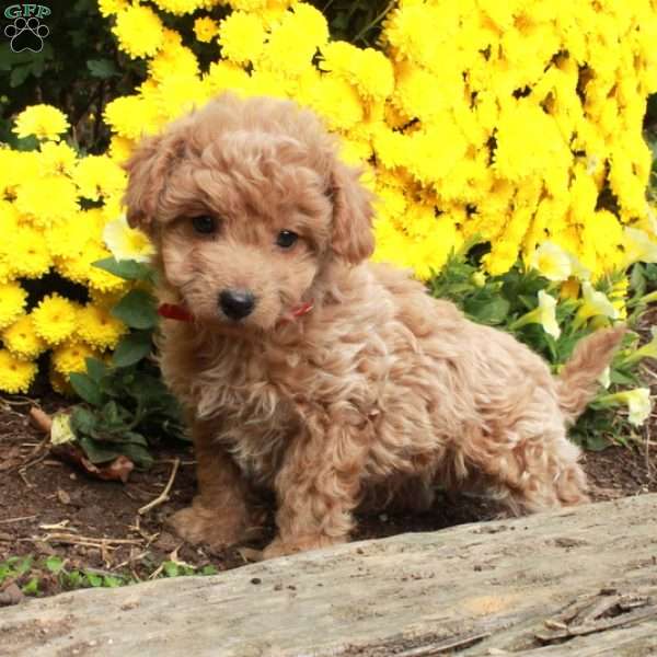 Willy, Bich-Poo Puppy