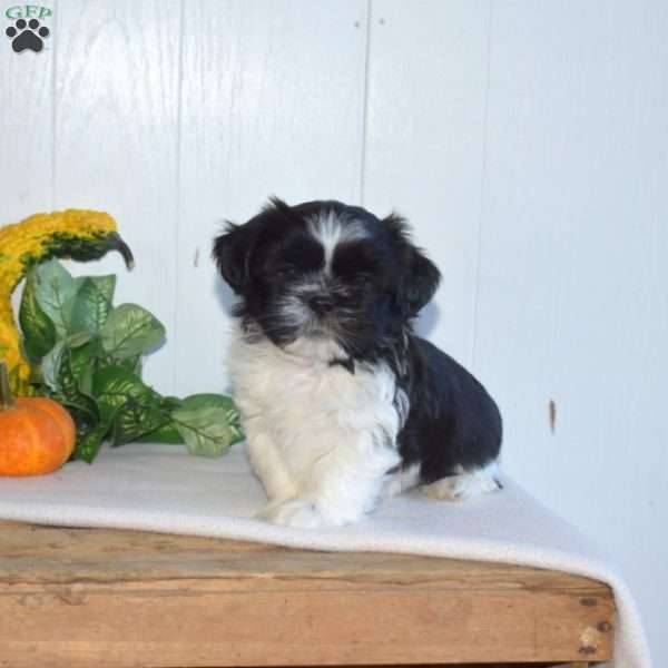 Willy, Shih Tzu Puppy