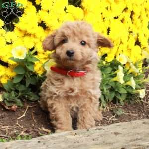 Willy, Bich-Poo Puppy