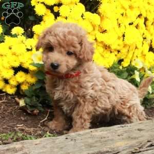 Willy, Bich-Poo Puppy