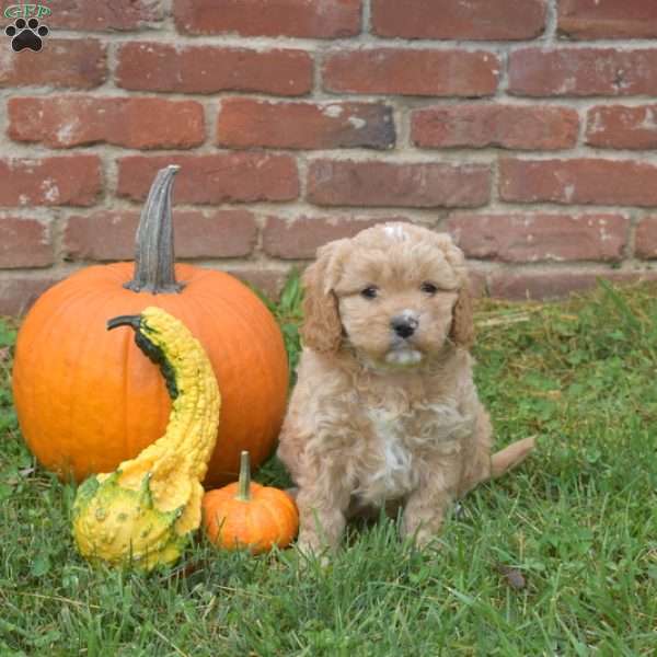 Winnie, Cavapoo Puppy