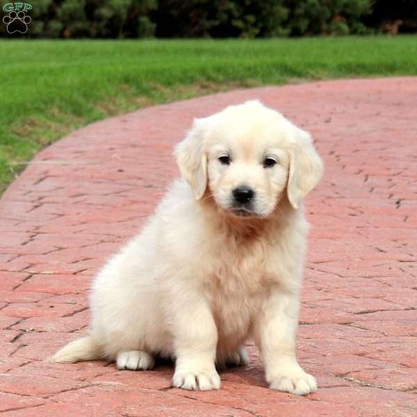 Winnie, English Cream Golden Retriever Puppy