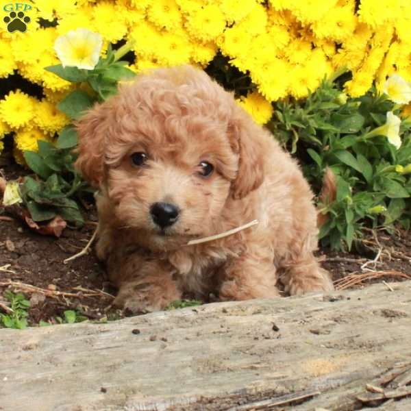 Winnie, Bich-Poo Puppy