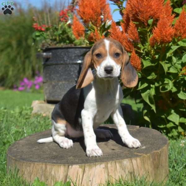 Winnie, Beagle Puppy