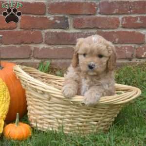 Winnie, Cavapoo Puppy