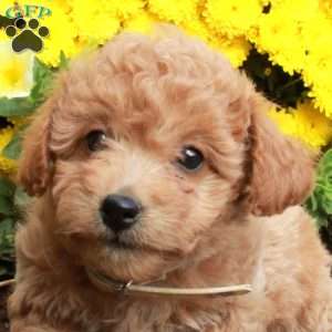 Winnie, Bich-Poo Puppy