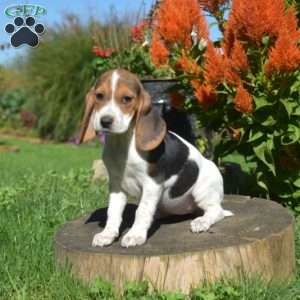 Winnie, Beagle Puppy