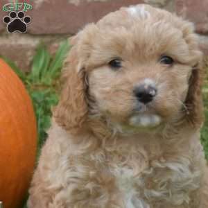 Winnie, Cavapoo Puppy