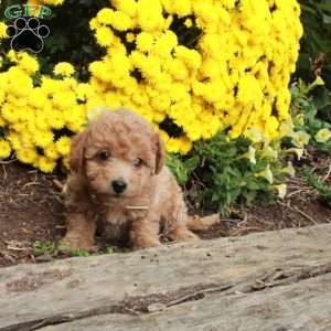 Winnie, Bich-Poo Puppy