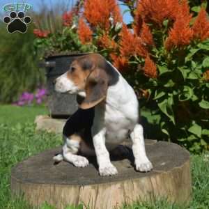 Winnie, Beagle Puppy