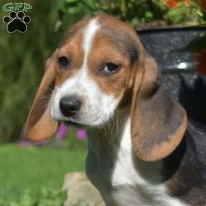 Winnie, Beagle Puppy