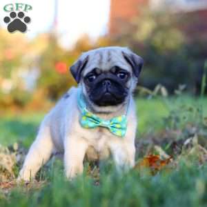 Winston, Pug Puppy