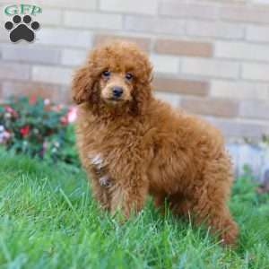 Winston, Miniature Poodle Puppy
