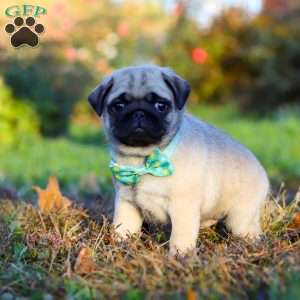 Winston, Pug Puppy